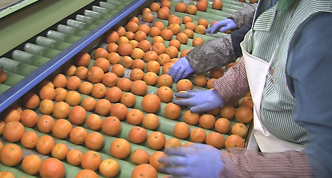 Desde La UNIÓ aseguran que las exportaciones siguen creciendo, especialmente las hortalizas