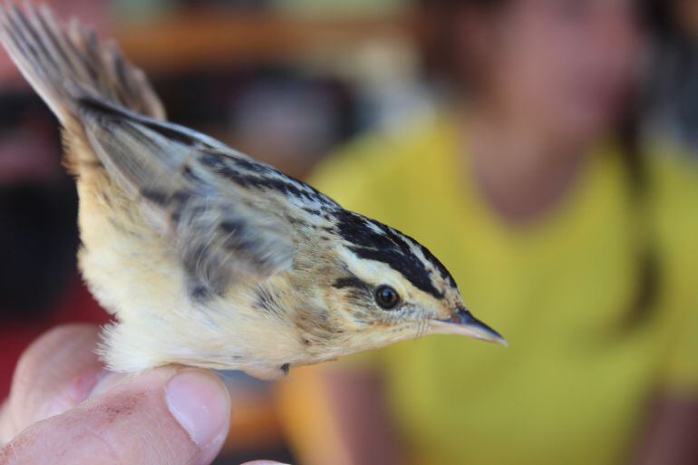 El anillamiento de aves juega un papel fundamental en esta experiencia de voluntariado