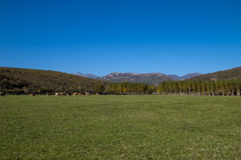 Montaña Palentina