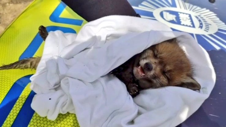 El zorro rescatado sobre un coche de la Policía Local