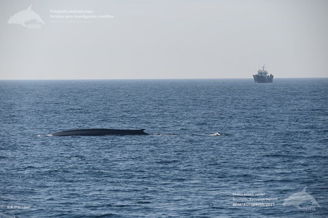 Imagen de archivo de una de las ballenas azules avistada  en Galicia.