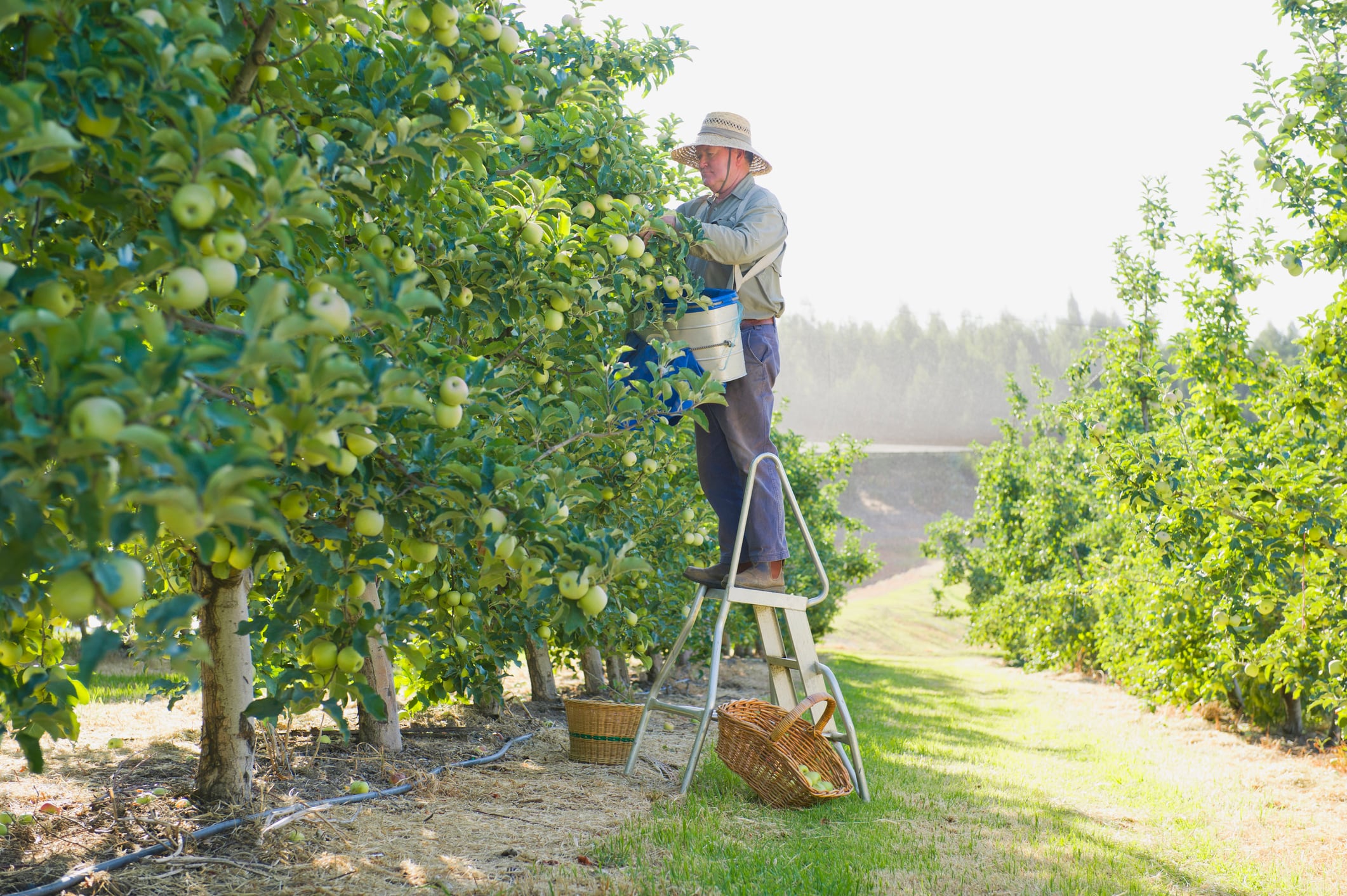 Imagen de archivo de un agricultor en plena recogida