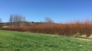 Campo de mimbre aún sin cortar.