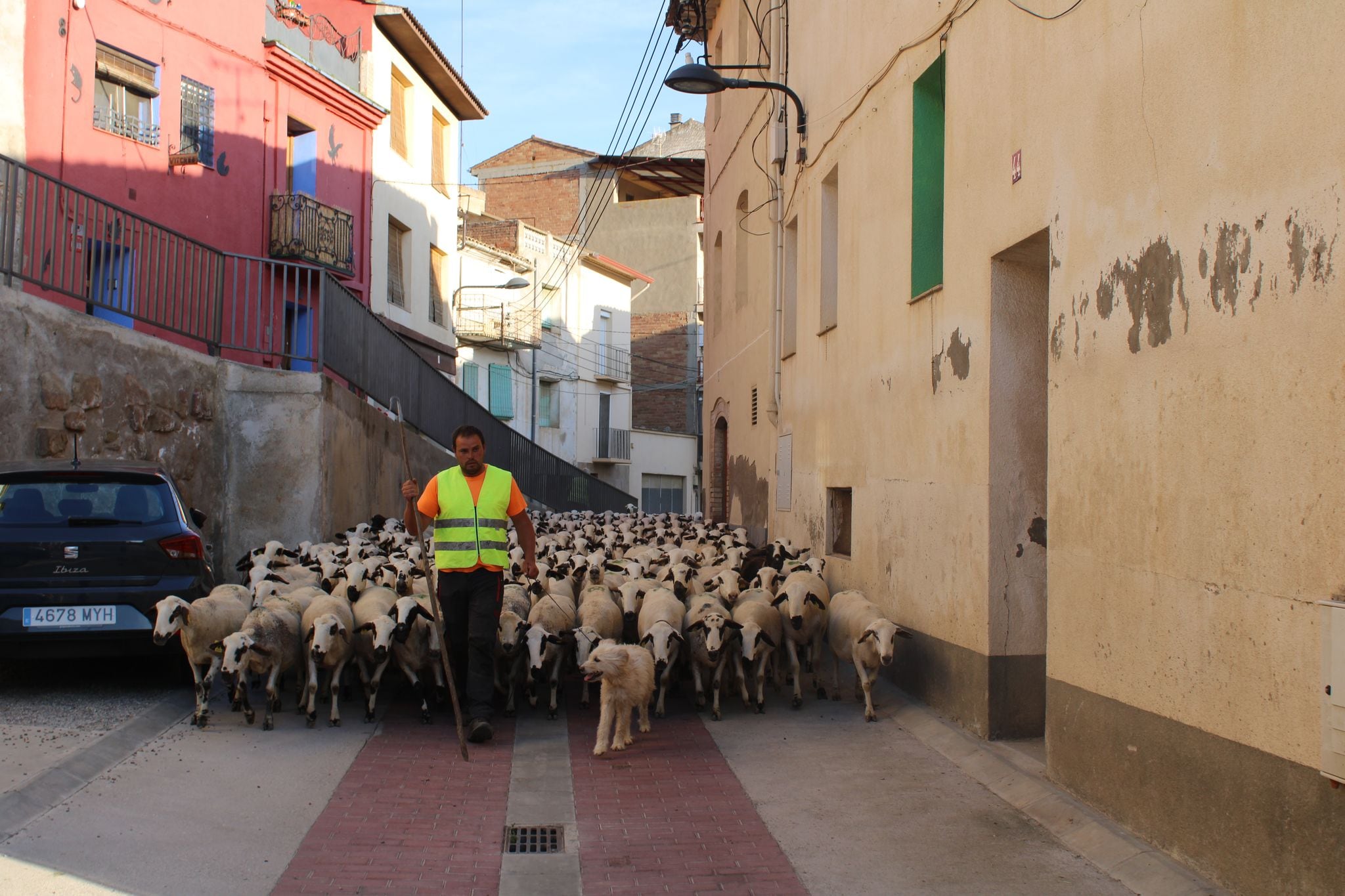 Tamarite revive la tradición de la trashumancia con el paso de cabañera por sus calles.