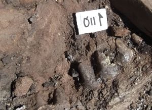 Restos paleontológicos encontrados en la excavación del yacimiento &#039;Baza-1&#039; en la campaña de 2015