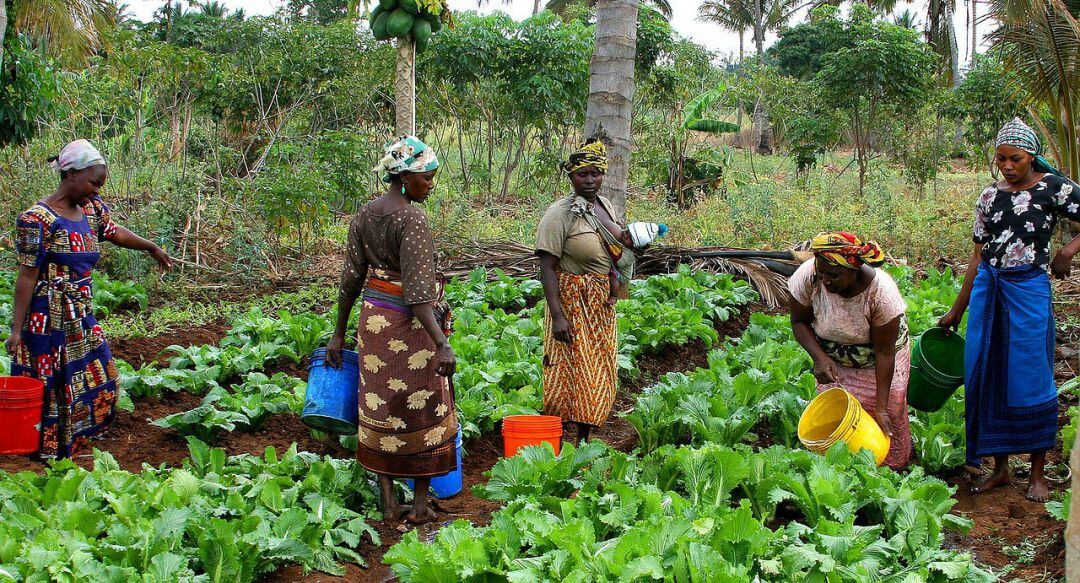 Varias mujeres trabajan en una huerta en Tanzania en una imagen de archivo.