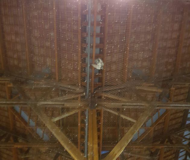 Paloma muerta en el gimnasio Enjoy Samaranch