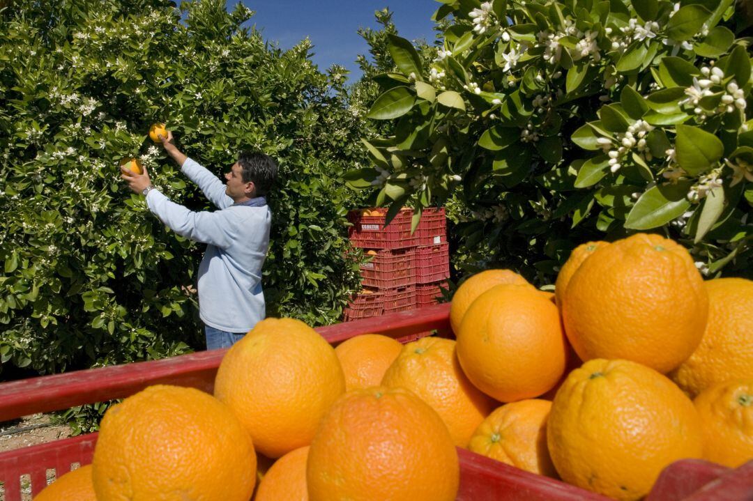 El informe de la Cátedra Prospect de la UV da claves para mejorar el sistema agroalimentario valenciano