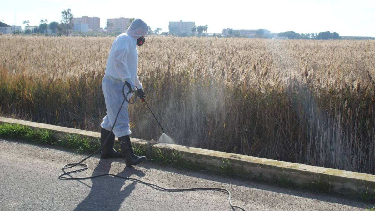 Mario García: "las brigadas antimosquitos de la Generalitat llegan tarde"