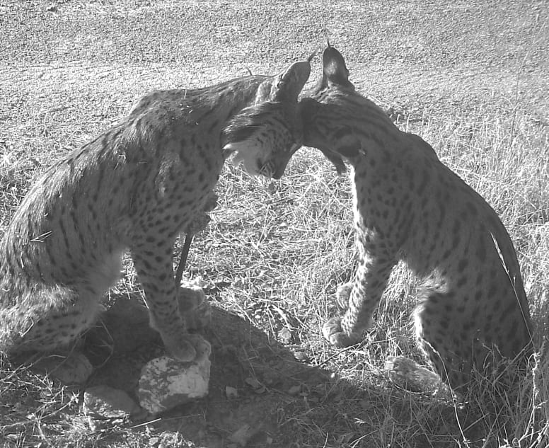 Aumenta la población de lince ibérico.