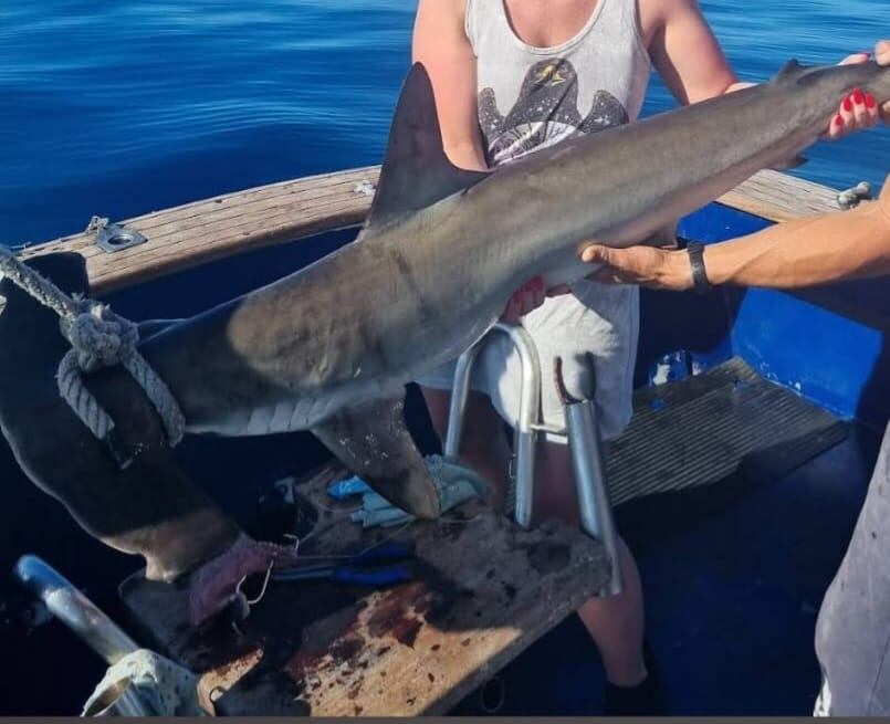 Tiburón martillo a bordo de una embarcación tras ser capturado en aguas de Lanzarote.