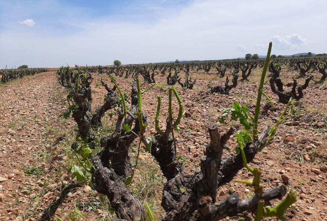 Viñedo afectado por el pedrisco