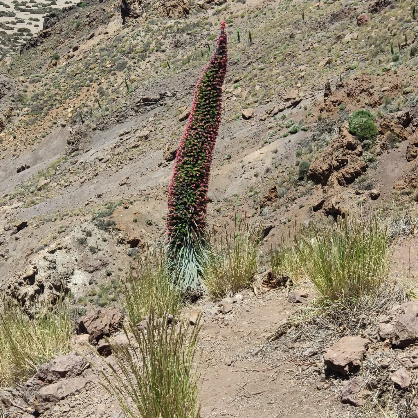 Tajinaste en el Parque Nacional del Teide