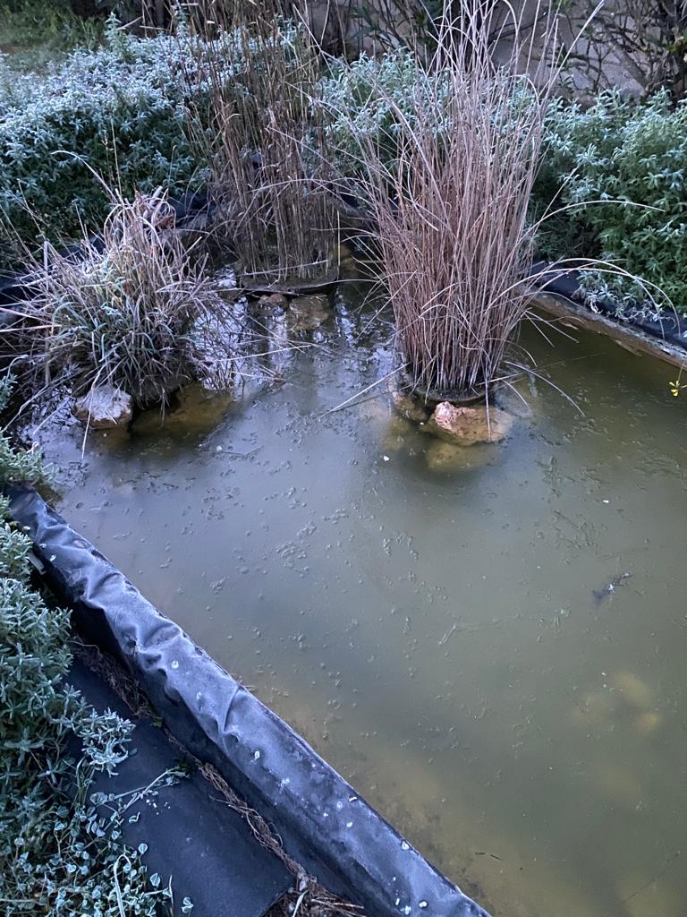 Imagen de una fuente helada hoy viernes 27 de enero en Marxuquera.
