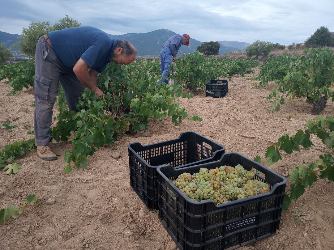 La variedad &#039;albillo real&#039; es la más tempranera