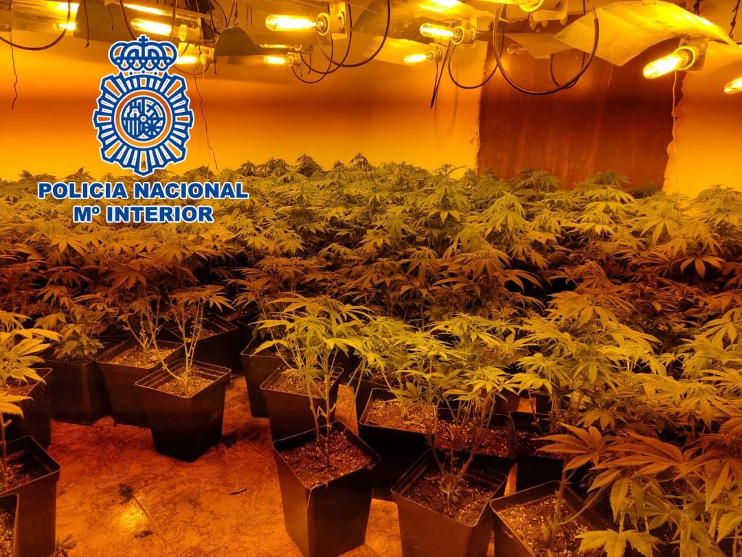 Marihuana intervenida por el cuerpo de seguridad en Linares