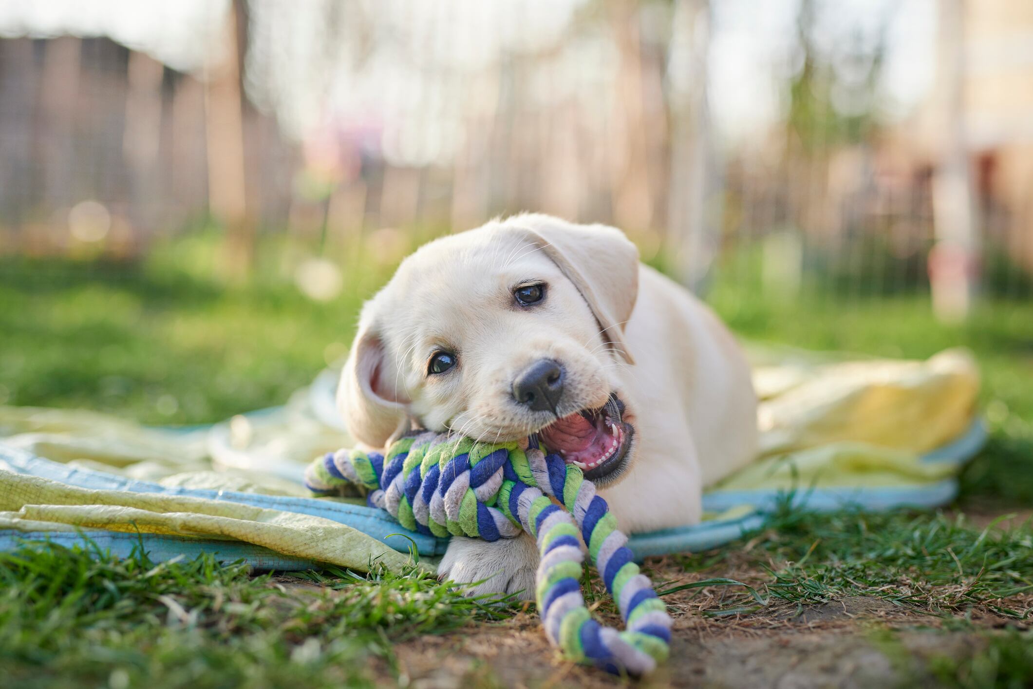 Un perro labrador en un parque / Getty Images