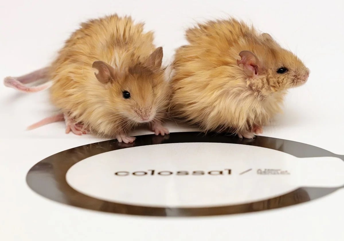 Dos ejemplares de 'Ratón Lanudo Colosal', editados genéticamente para tener un pelaje similar al del mamut / CREDITO: Colossal Biosciences