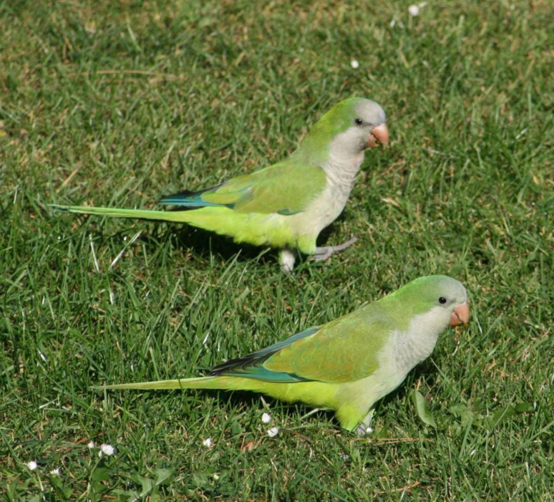 Cotorras argentinas