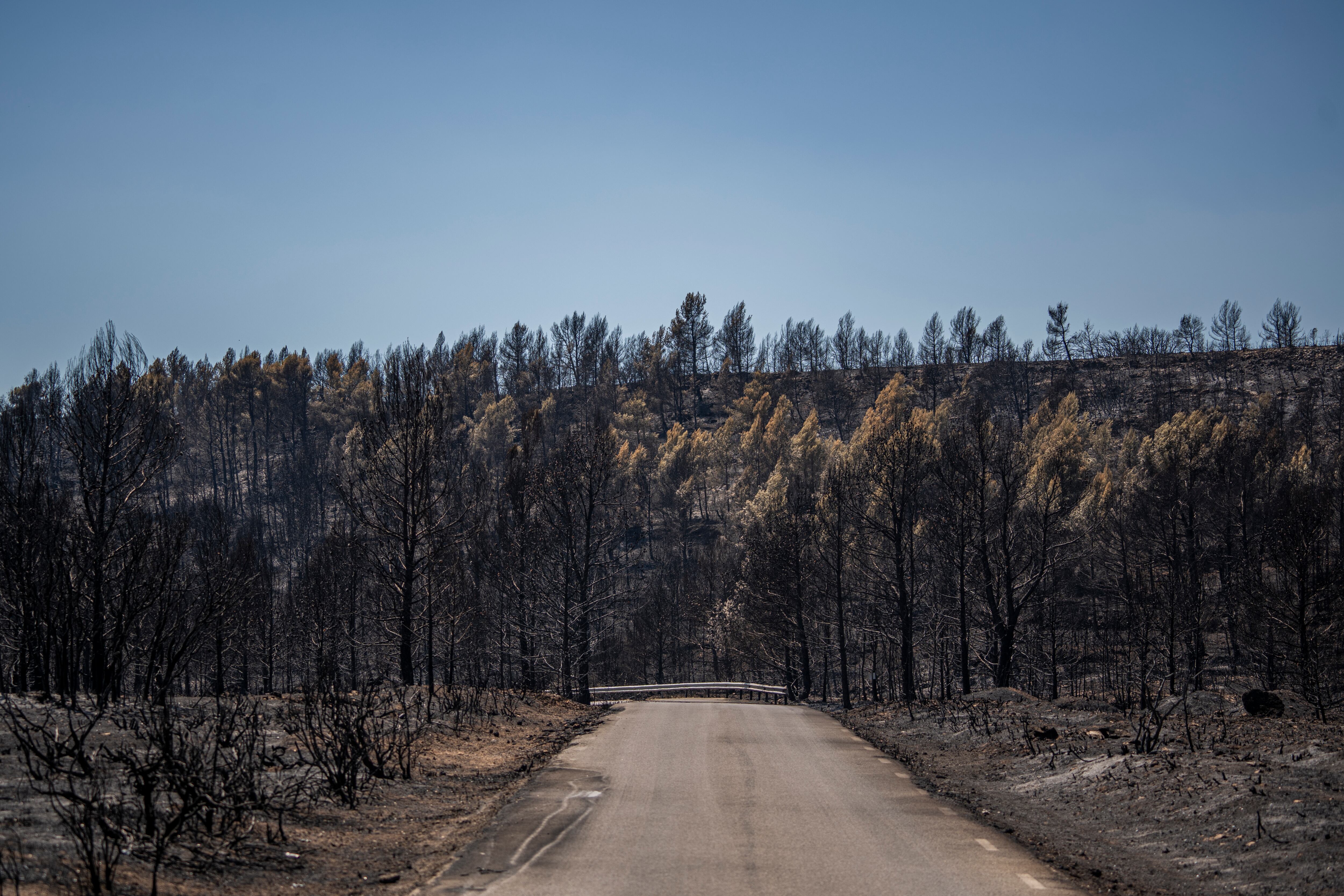 CASTELLON, VALENCIAN COMMUNITY, SPAIN - AUGUST 20: Burned trees and vegetation, on 20 August, 2022 in Bejis, Castellon, Valencian Community, Spain.  The evolution of the forest fire declared last Monday in the Alto Palancia region has entered a &quot;critical&quot; phase due to wind, rising temperatures and lower humidity. A smoke column has alerted about fire in the municipality of Altura, Castellon. In this forest fire that has affected from Alcublas to the towns of Bejis, Teresa, Toras and Altura work 36 aerial means of the Generalitat Valenciana and the Ministry of Ecological Transition. (Photo By Jorge Gil/Europa Press via Getty Images)