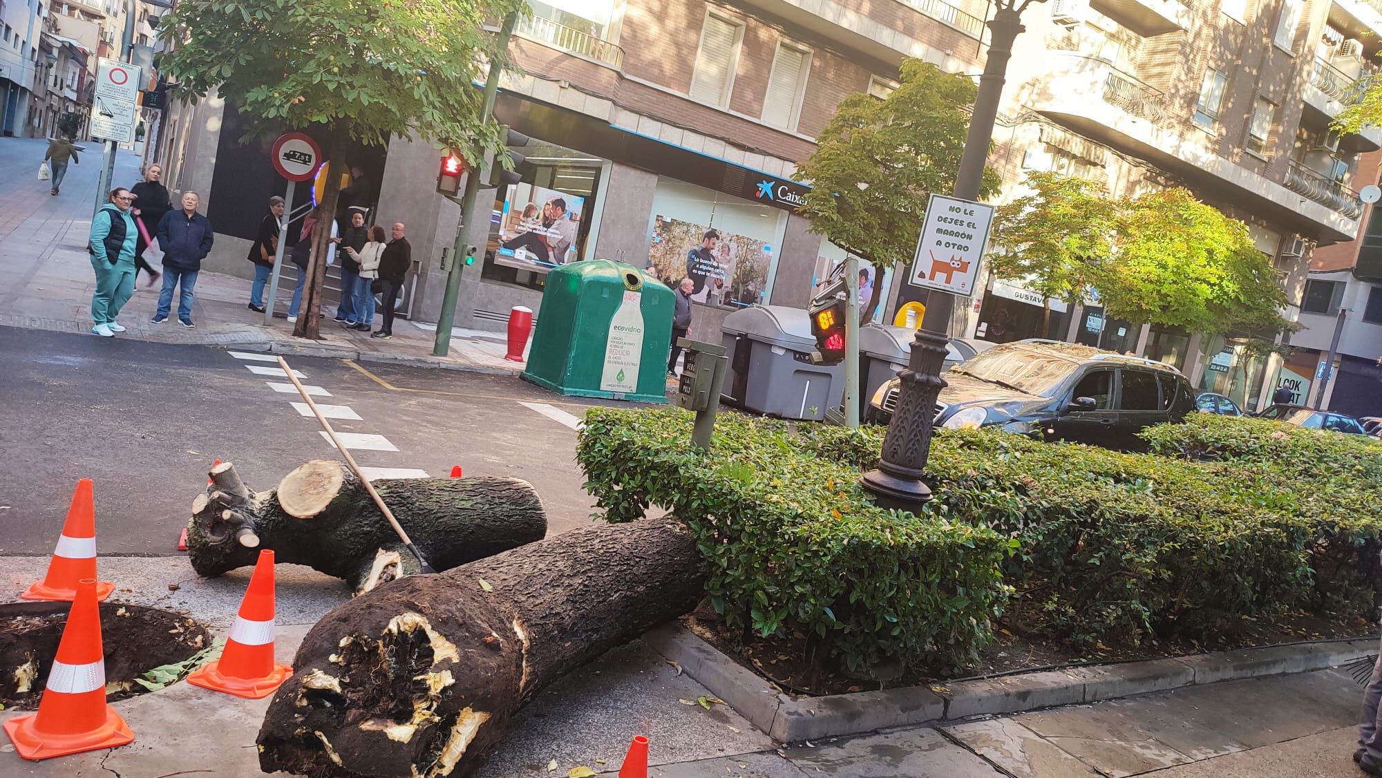 Árbol caído en Puertollano