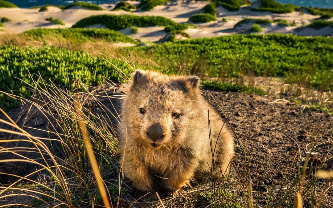 Los científicos descubren por qué los wombats defecan en forma de cubo. 