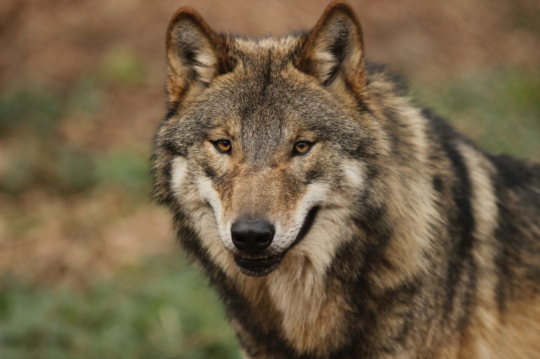 La presencia del lobo preocupa a los responsables de la Reserva de Caza de Gredos