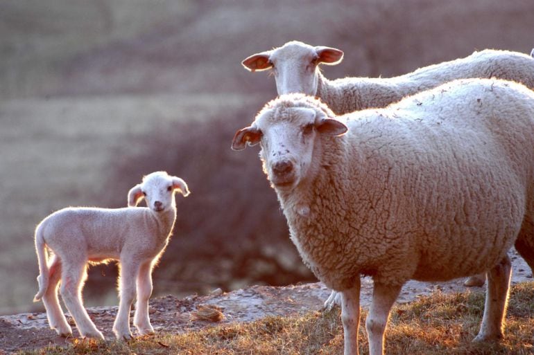 Dues ovelles i un xai.