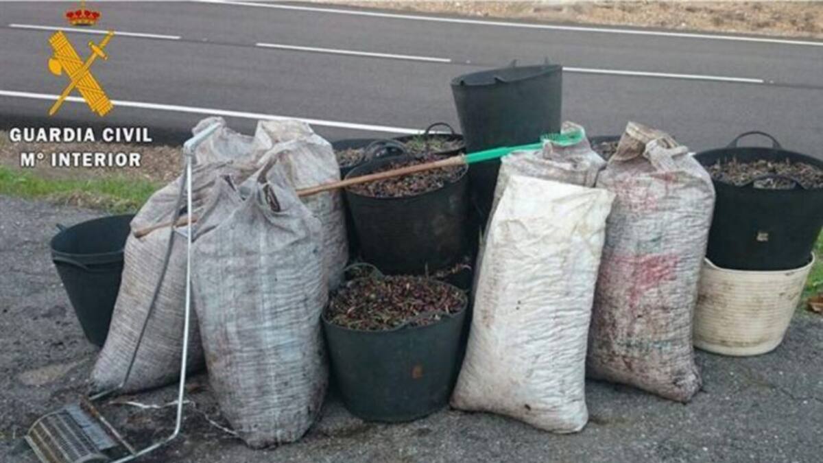Descienden los robos de aceituna en el campo