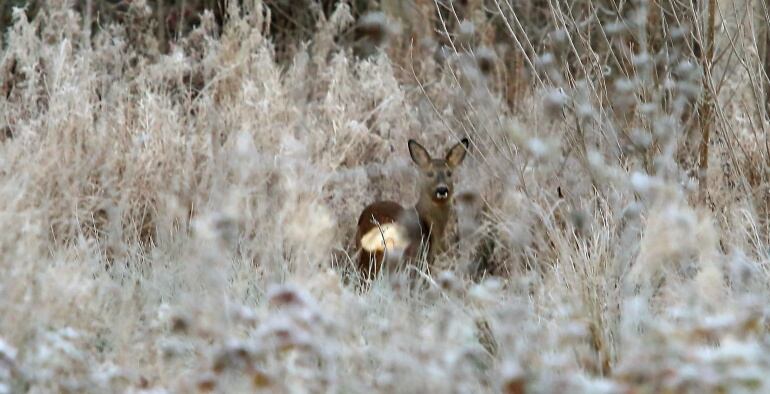 Imagen de archivo de un corzo