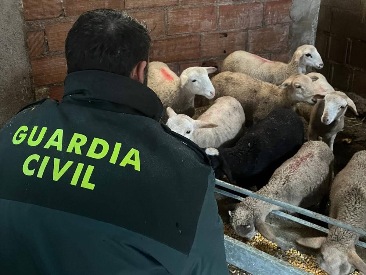Detienen a una persona en la provincia de Jaén que robó 34 corderos