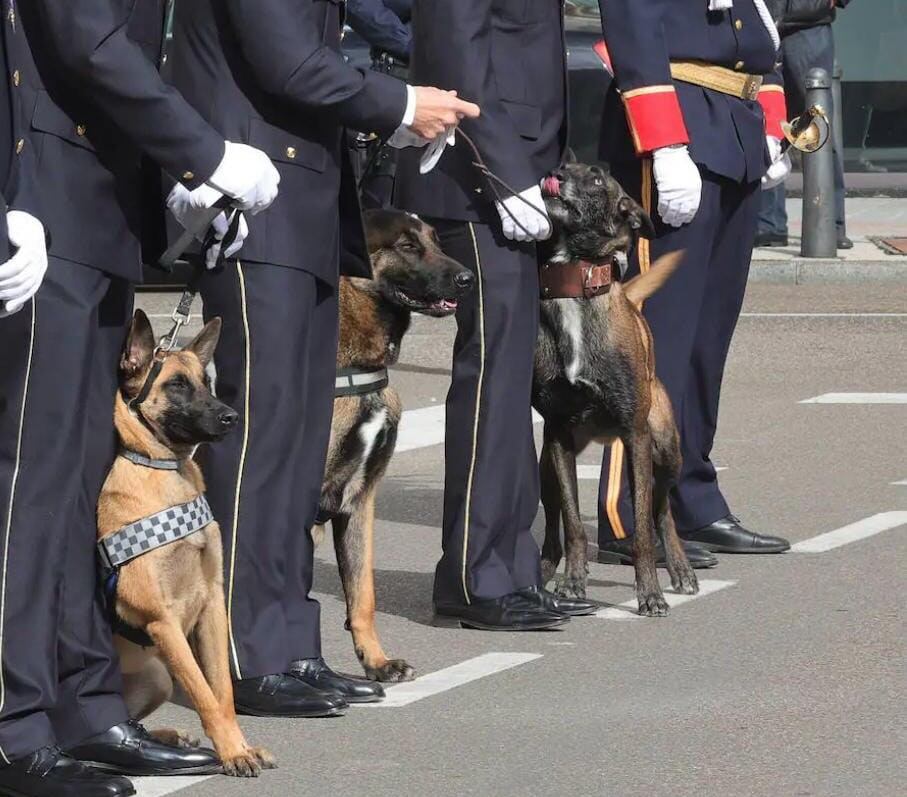 La UICAN, premiada con la placa de mérito a la Protección Animal