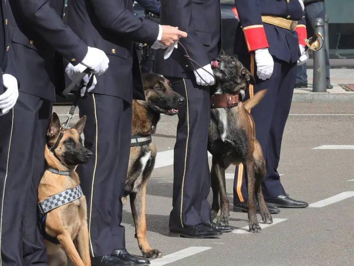 La UICAN, premiada con la placa de mérito a la Protección Animal