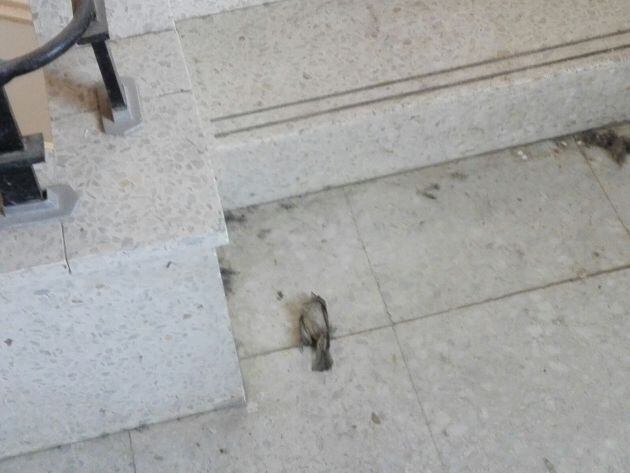 Pájaro muerto en el interior del edificio