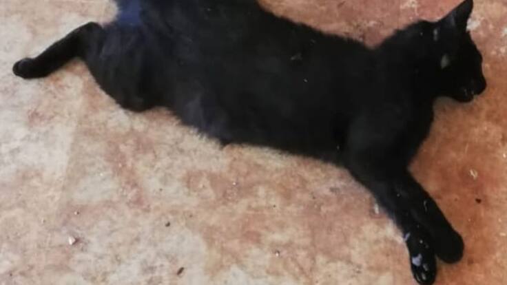 Rincón Felino denuncia cuatro casos de maltrato a gatos en tres meses en Valdepeñas