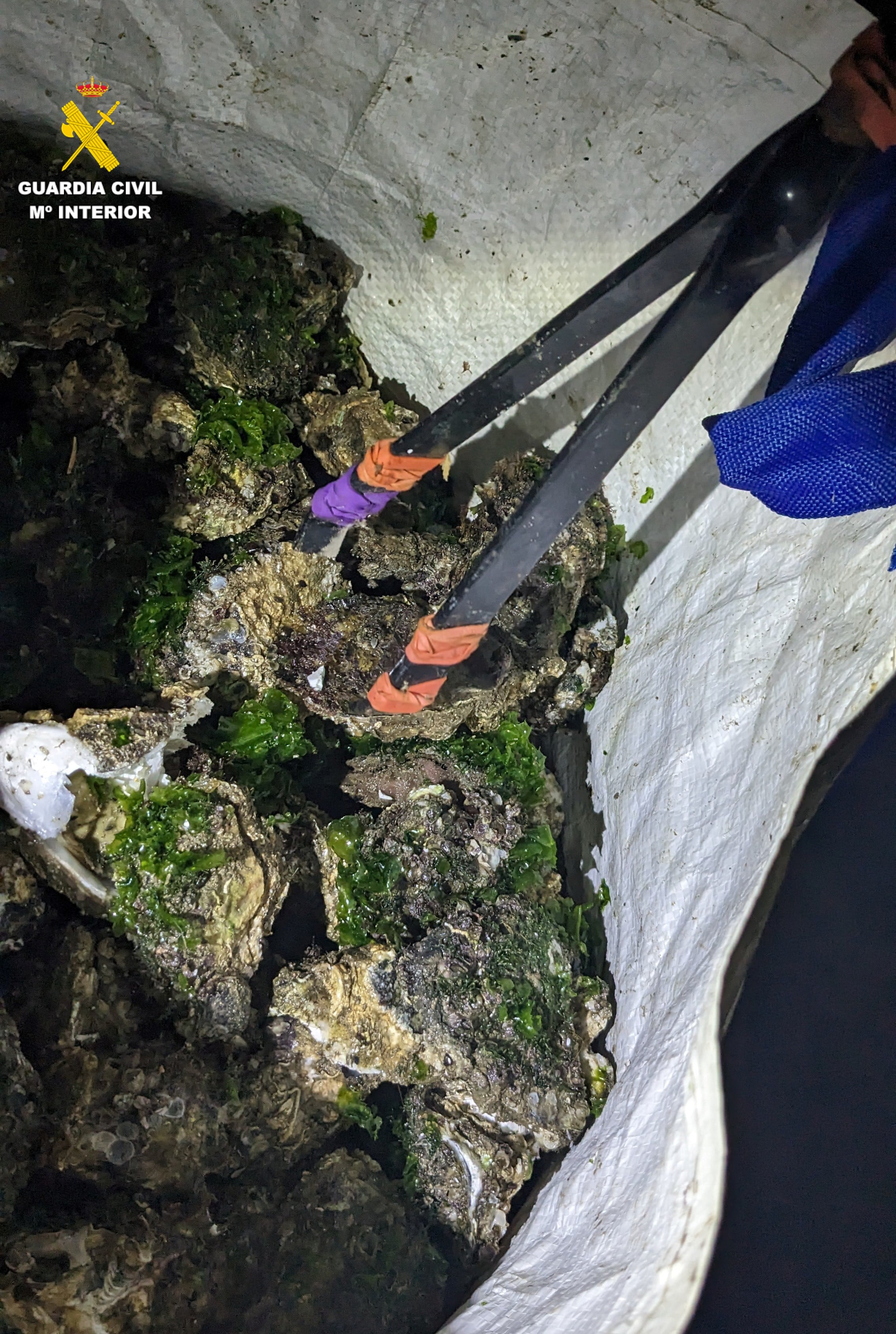 La Guardia Civil decomisa 12 kilos de ostras a cuatro mariscadores furtivos en la Albufera de València.