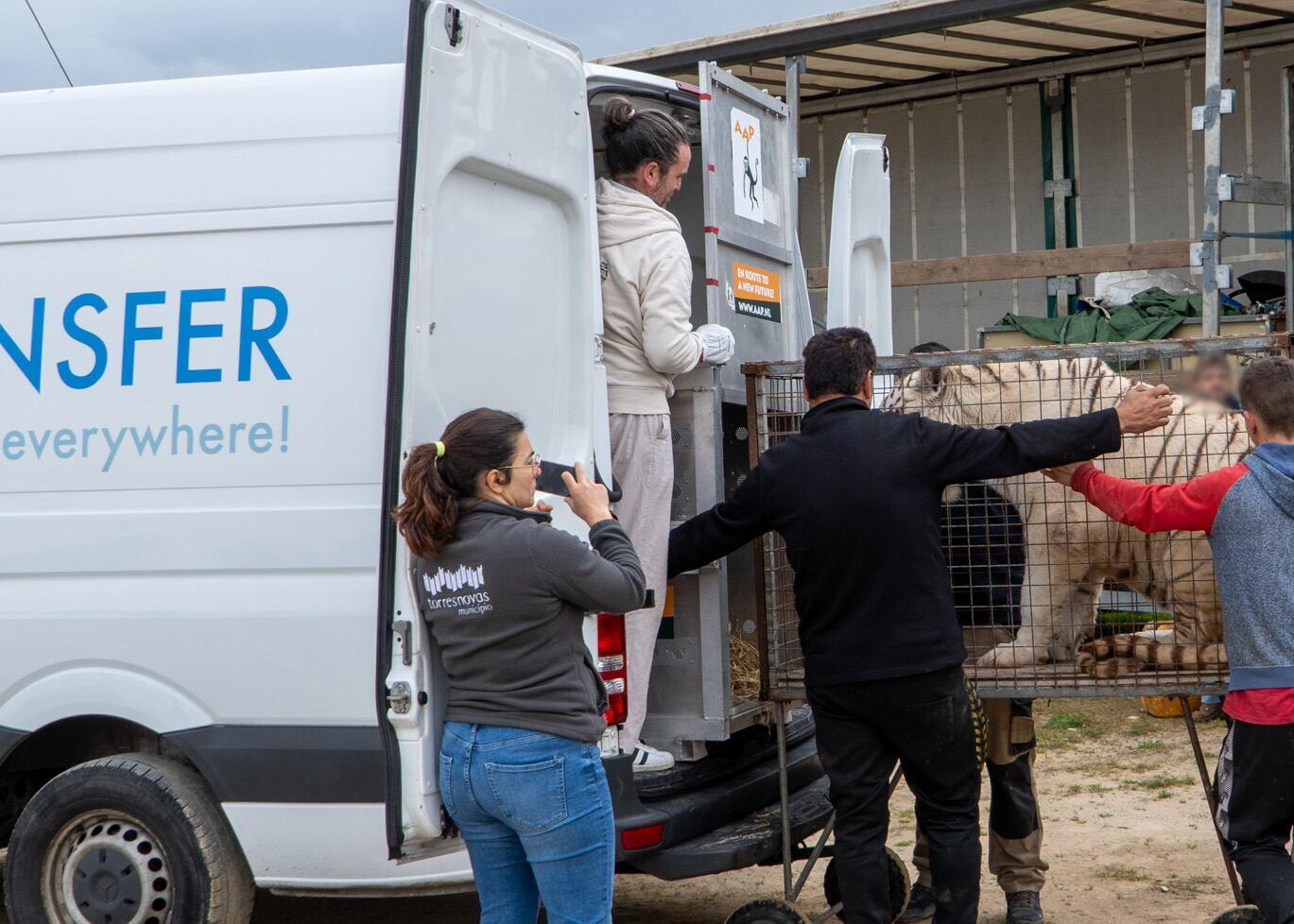 rescate tigre Blanco Sona