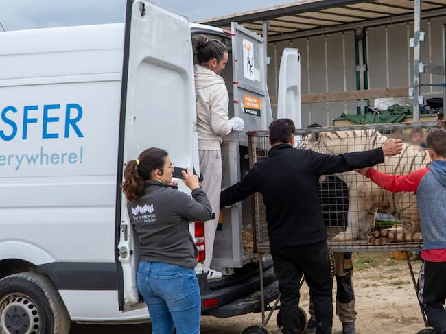 rescate tigre Blanco Sona