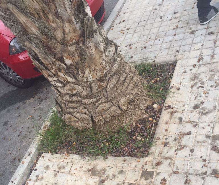 Suciedad junto a una palmera