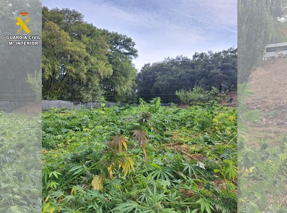 Plantación de marihuana en Fuencaliente