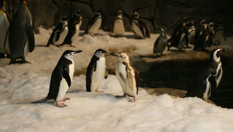 Chepi recuperándose de sus heridas tras entrar en contacto con el resto de pingüinos del parque