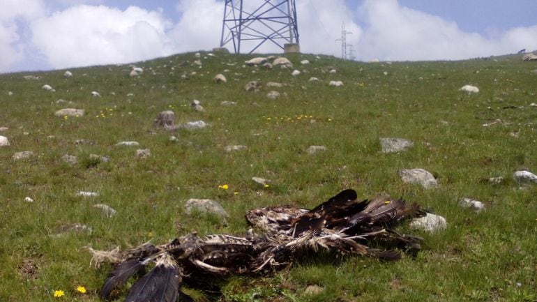 El Colectivo Azálvaro pide más medidas de seguridad para evitar las muertes por electrocución de las aves