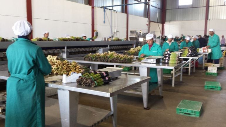 Empresa productora y envasadora de espárrago verde en la localidad de Torre del Burgo.