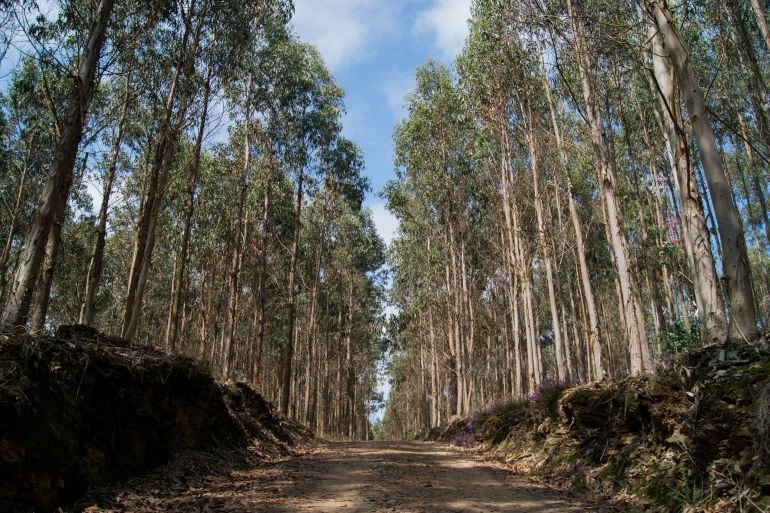 Plantación de eucaliptos