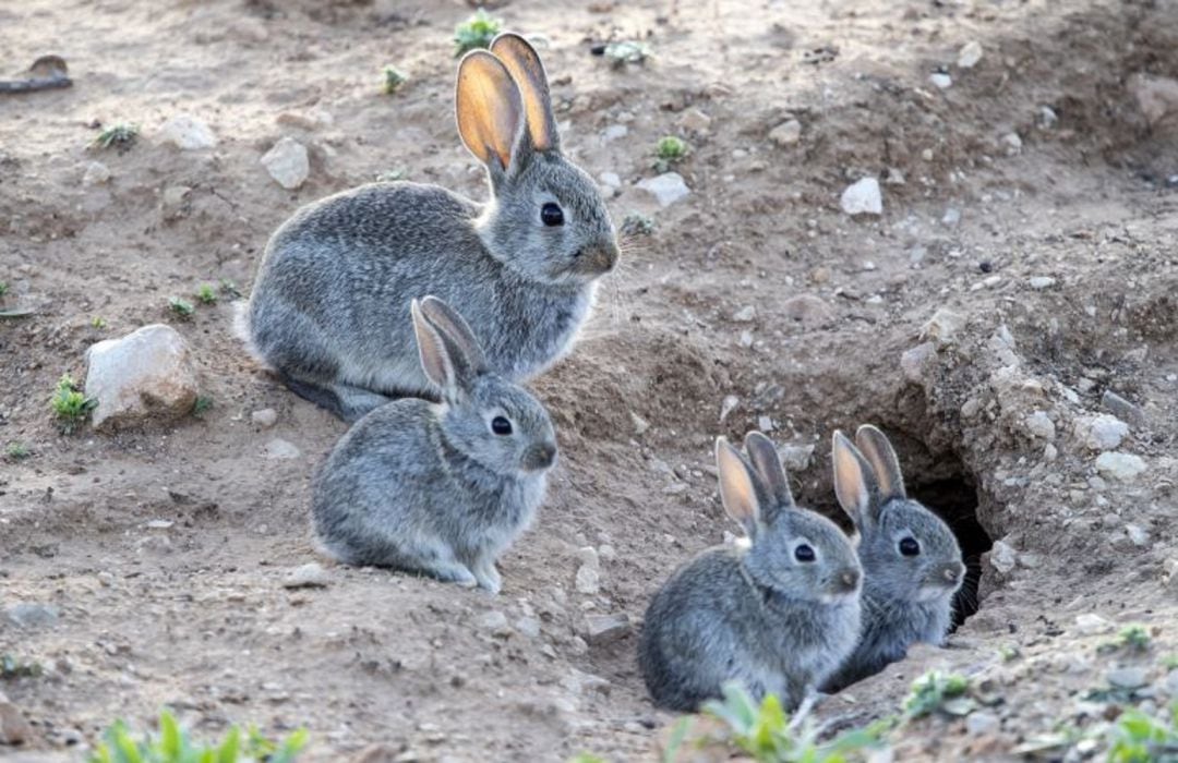 Conejos