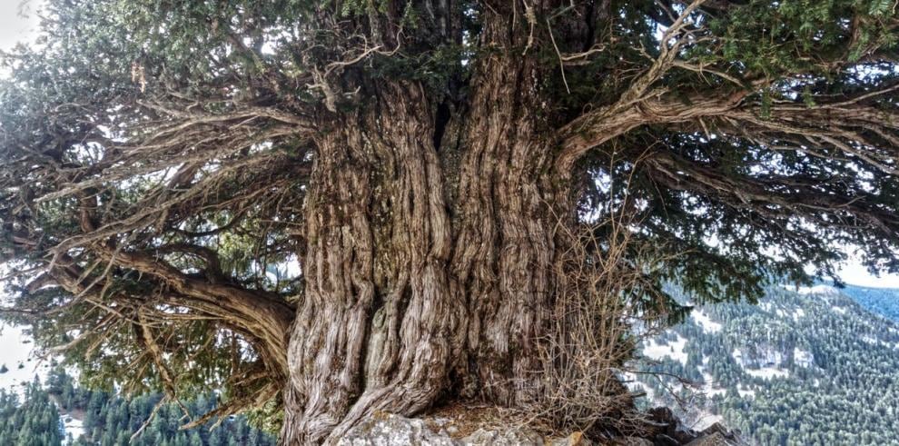 Tejo singular en Aragón. Foto: DGA/ Emili Josep Martínez