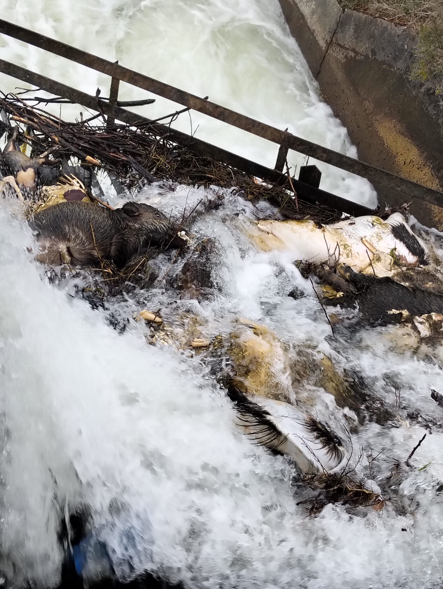 Animales muertos en el Canal de Arriola, en León (Sacrificio Cero)