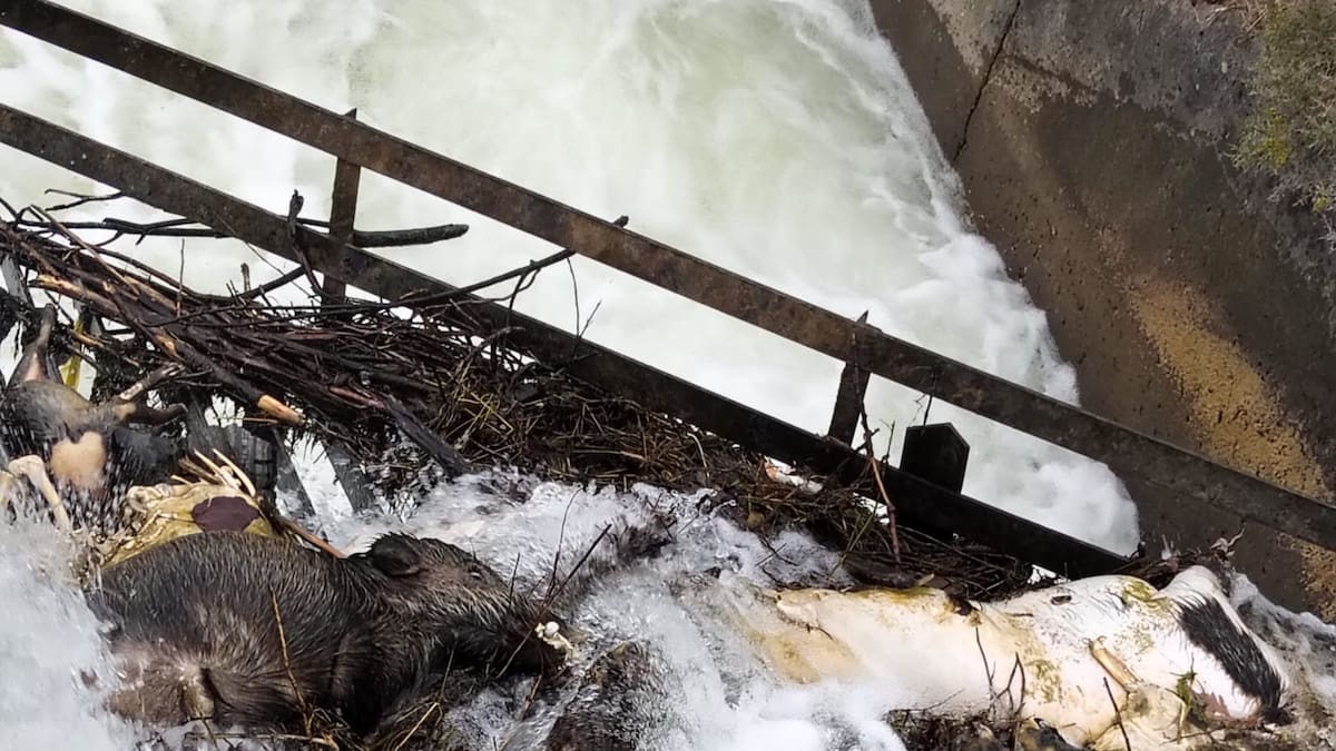 Colectivos animalistas llevan al Gobierno su denuncia por la muerte de animales en el canal de Arriola tras aparecer 15 nuevos cadáveres