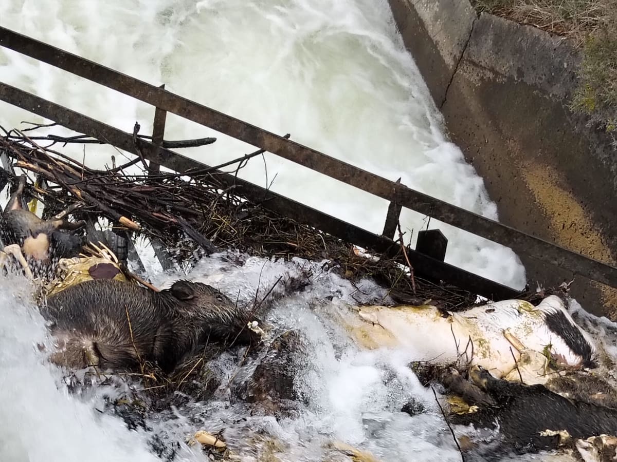 Colectivos animalistas llevan al Gobierno su denuncia por la muerte de animales en el canal de Arriola tras aparecer 15 nuevos cadáveres