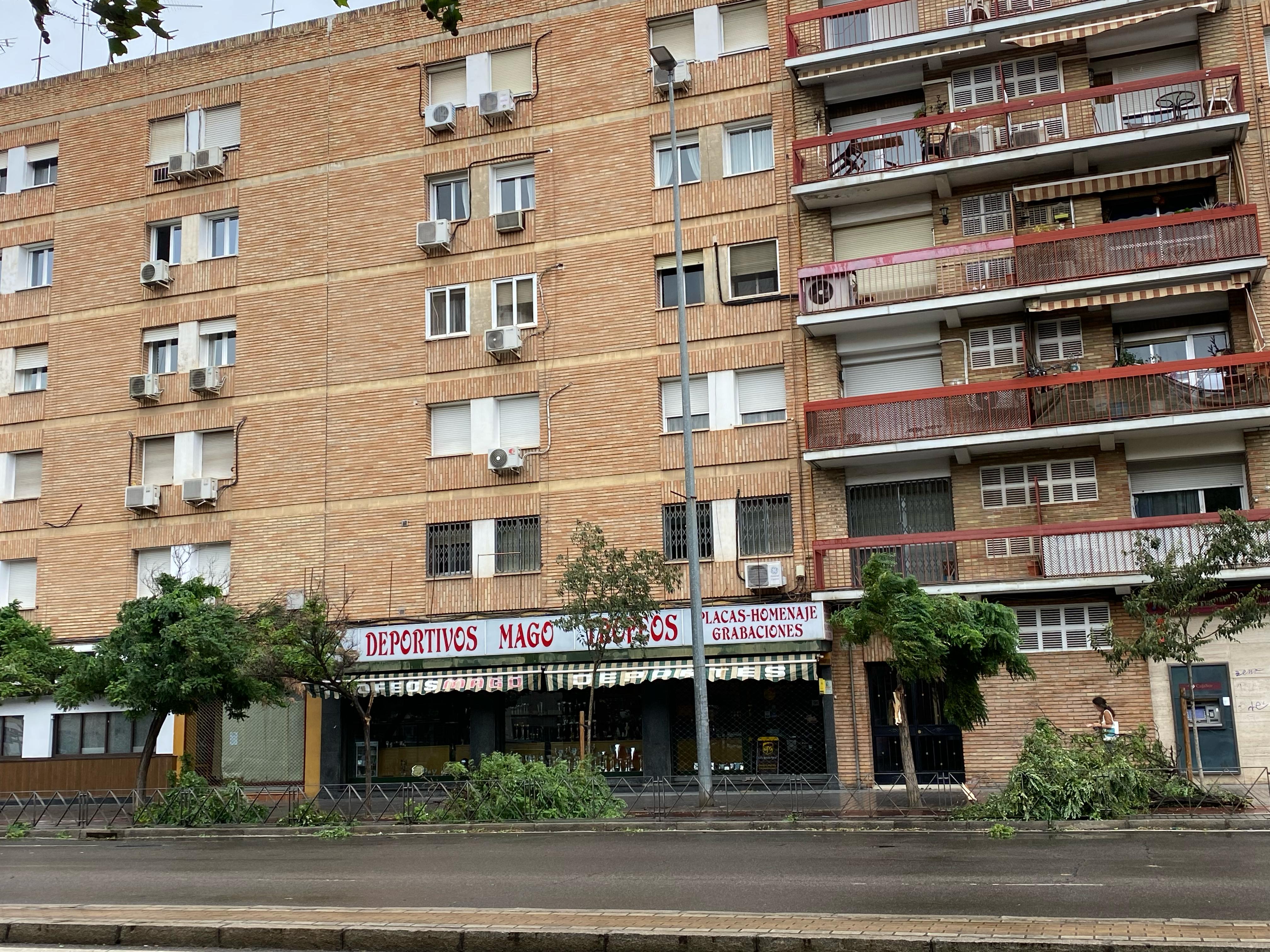 El viento provoca la caída de ramas en la avenida del Aeropuerto de Córdoba.